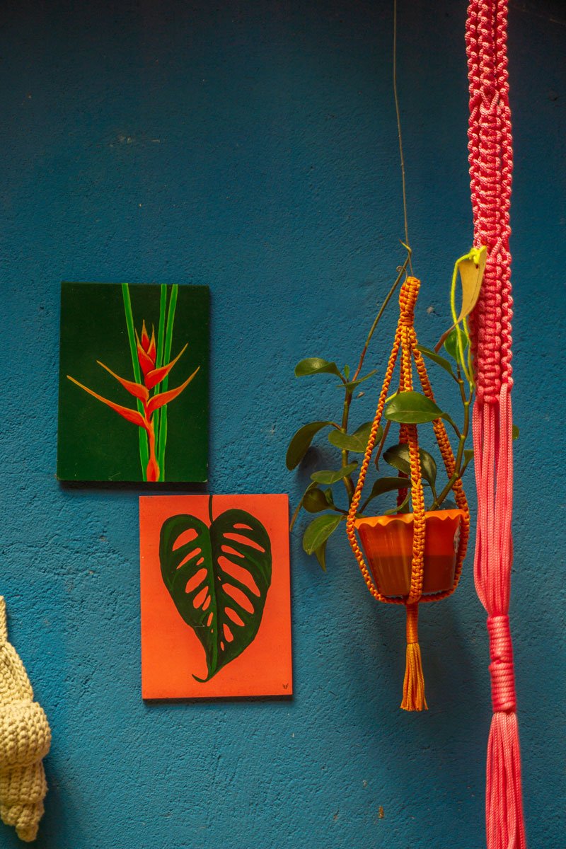 Foto 8 de Pipa Plantas
